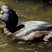 New Zealand Scaup